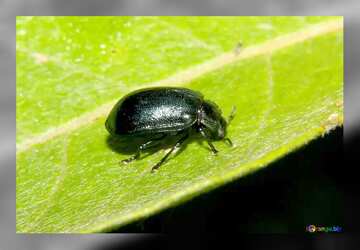 FX №61160 Small black beetle