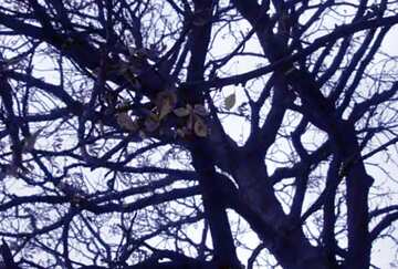 FX №61020 Autumn sky through crown tree