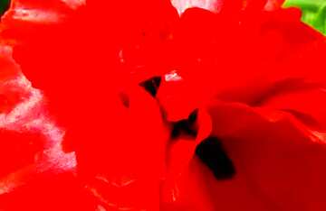 FX №61818 Abdeckung. Blumen Mohn rot.
