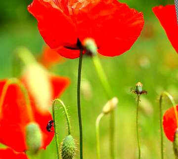 FX №61204 Abdeckung. Rote Mohnblume.