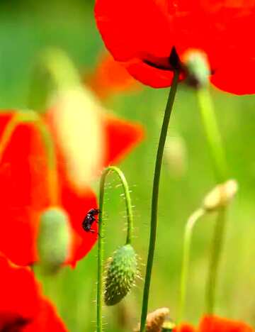 FX №61207 Abdeckung. Rote Mohnblume.