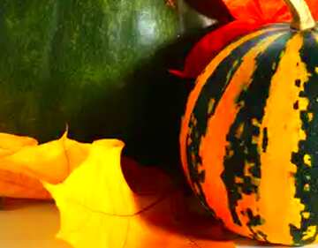 FX №61562 Beautiful autumn pumpkin