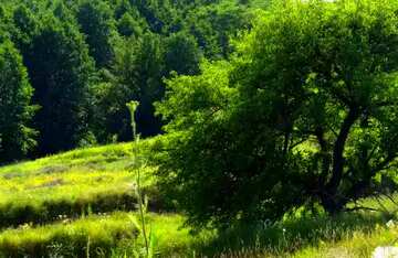 FX №61775 Abdeckung. Sommer-Natur.