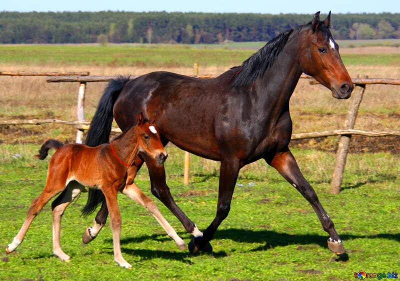 young horse running with mother №3383