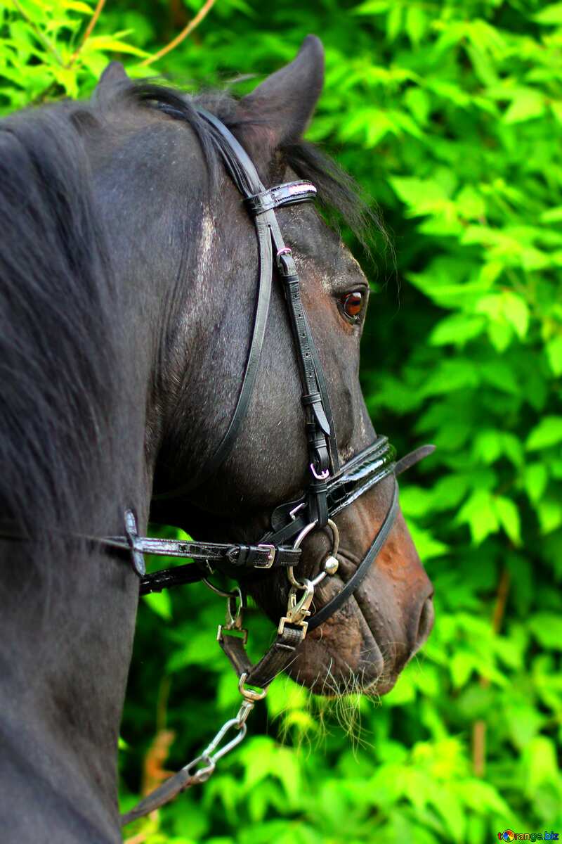 Beautiful horse portrait blur frame №37268