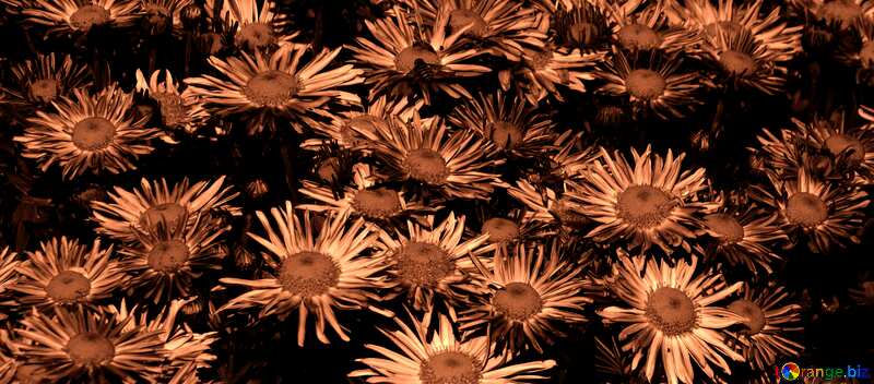 Abdeckung. Hintergrund der Chrysanthemen. №36909