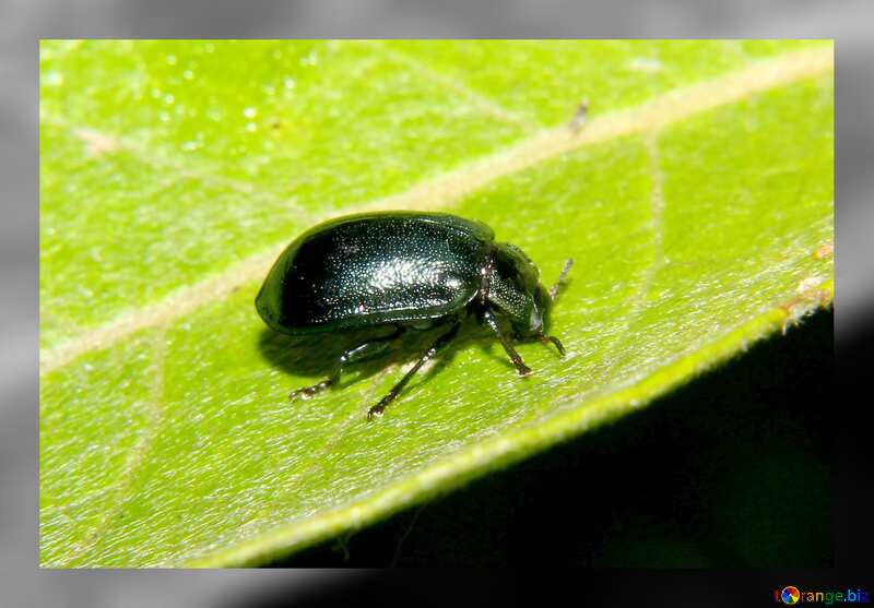 Small black beetle №33872