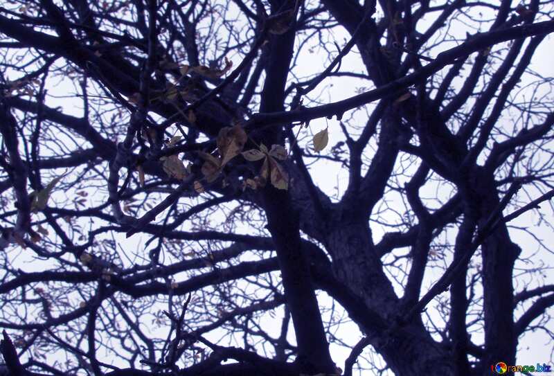 Autumn sky through crown tree №3319