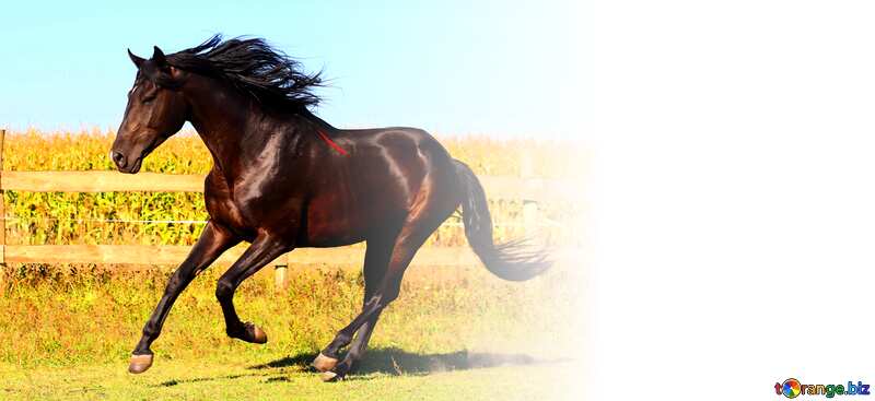 Black horse white place for text  background №36655