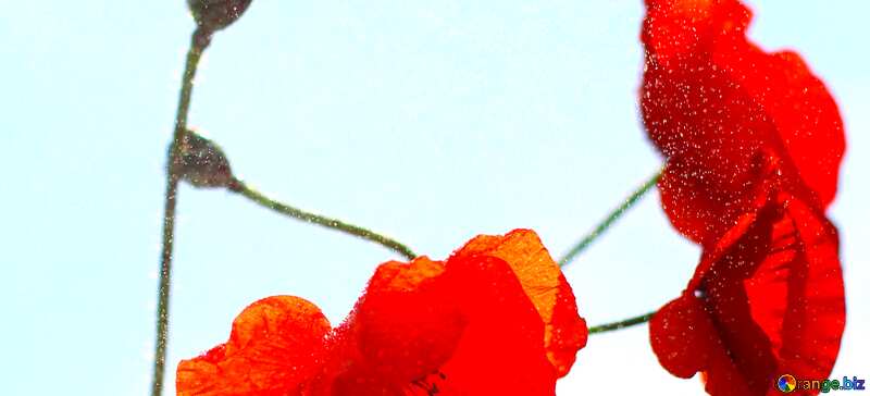 Abdeckung. Blumen Mohn rot mit keinen Hintergrund. №37070