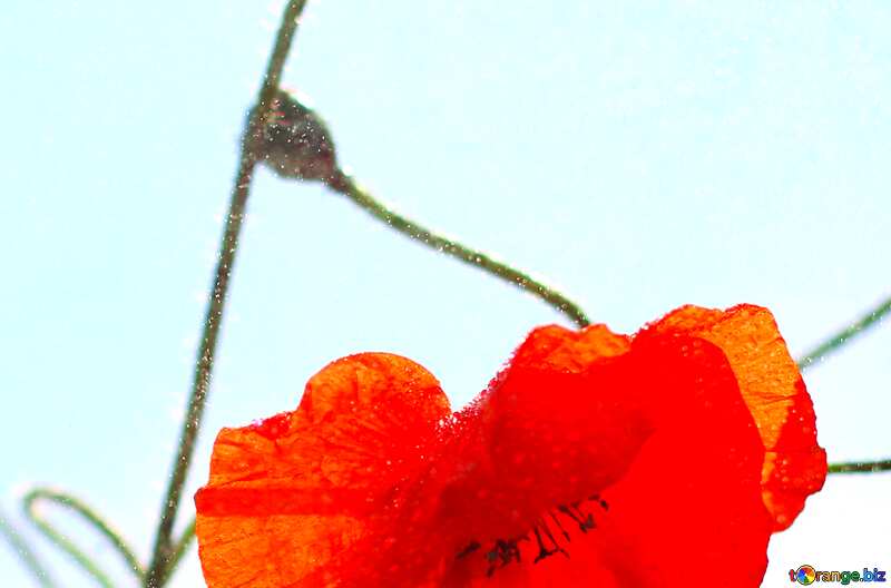 Abdeckung. Blumen Mohn rot mit keinen Hintergrund. №37070