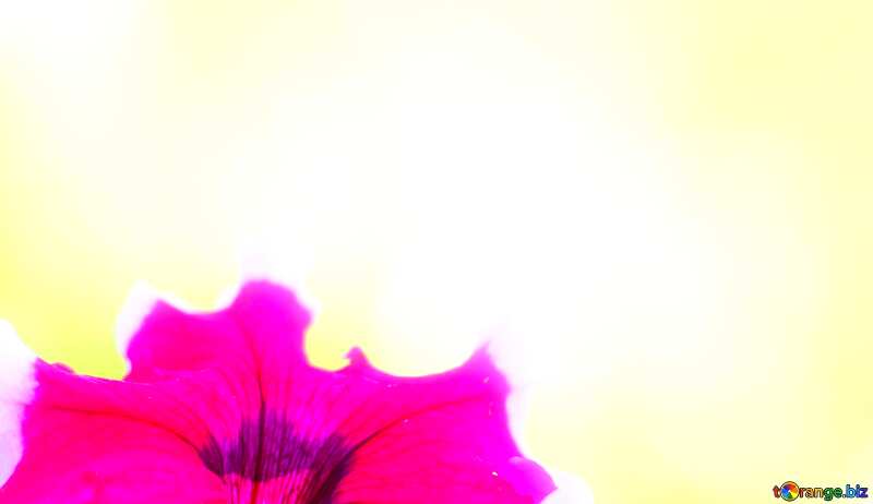 Abdeckung. Schönen Hintergrund mit Blume. №33457