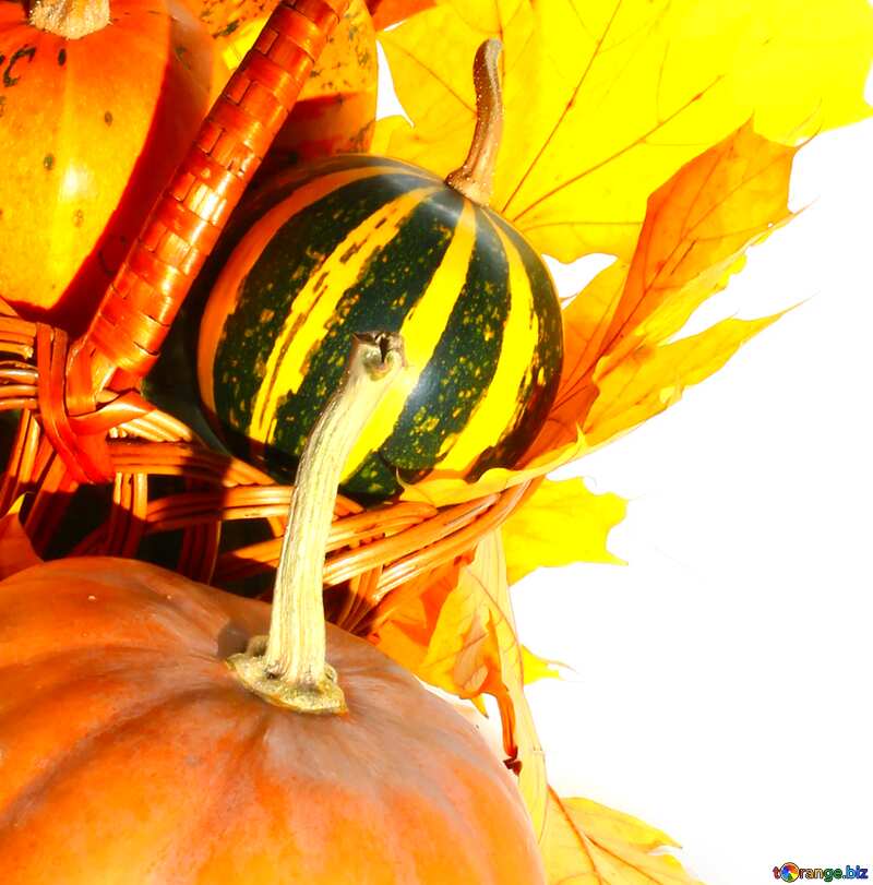  Pumpkins autumn card №35297