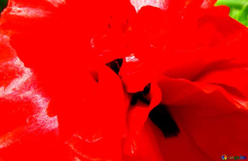 Abdeckung. Blumen Mohn rot. №37018
