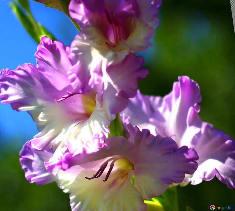 Abdeckung. Herbst Blume der Gladiole. №33485
