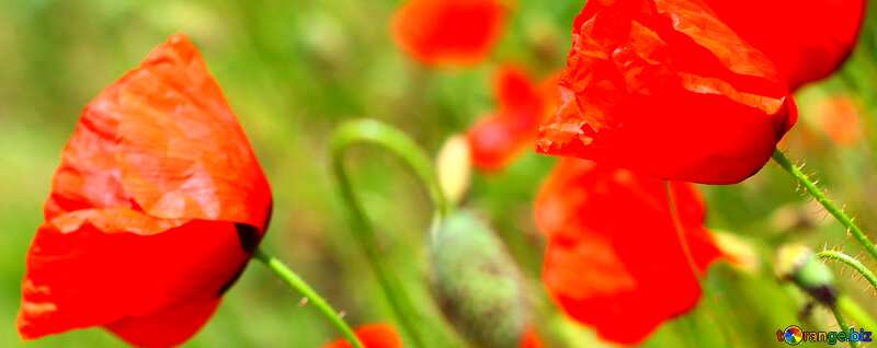 Abdeckung. Rote Mohn Blumen. №34209