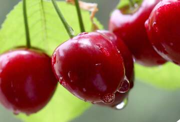 FX №62967 Cherry