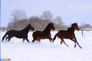 FX №62248 Helle Farben. Pferde laufen im Schnee.
