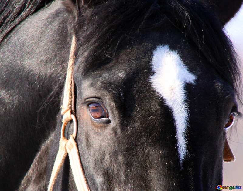 Bild für Profilbild. Köpfe der Pferde in der Nähe. №463