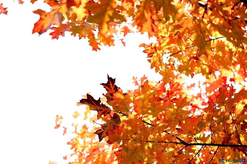 Autumn Colors Leaves №38537