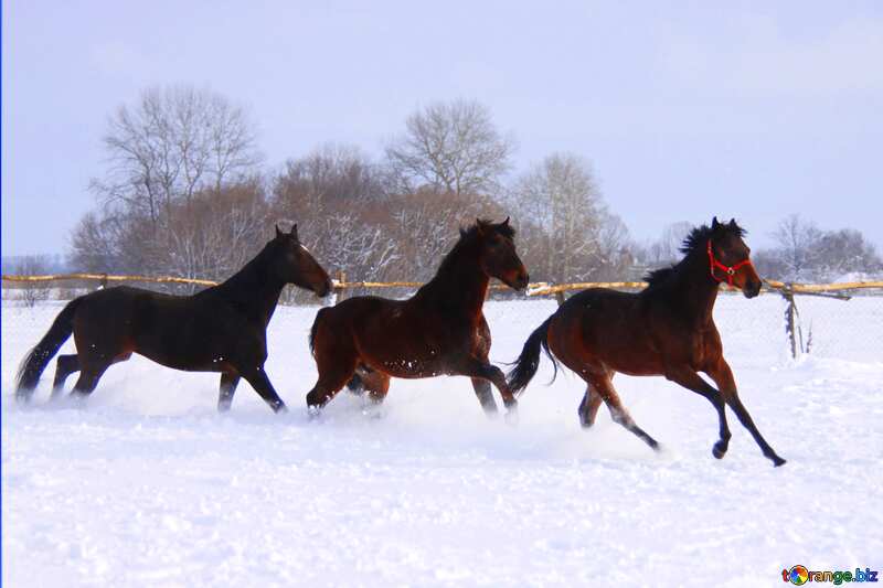 Helle Farben. Pferde laufen im Schnee. №3980