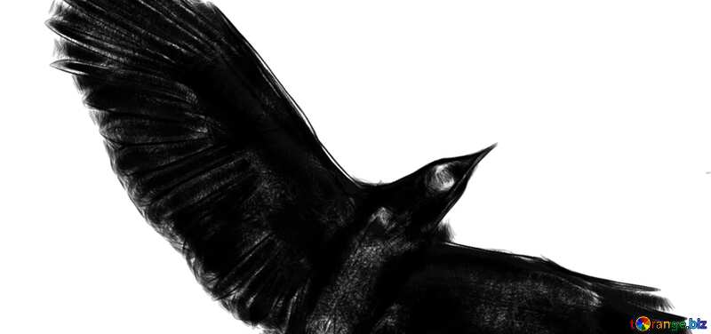 Abdeckung. Crow Kontur Zeichnung Cliparts für Halloween. №40590