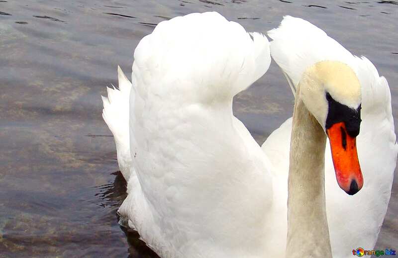 Abdeckung. Weiß Schwan gefaltet sein Flügel in Form von Herz auf Hintergrund von Enten.. №385