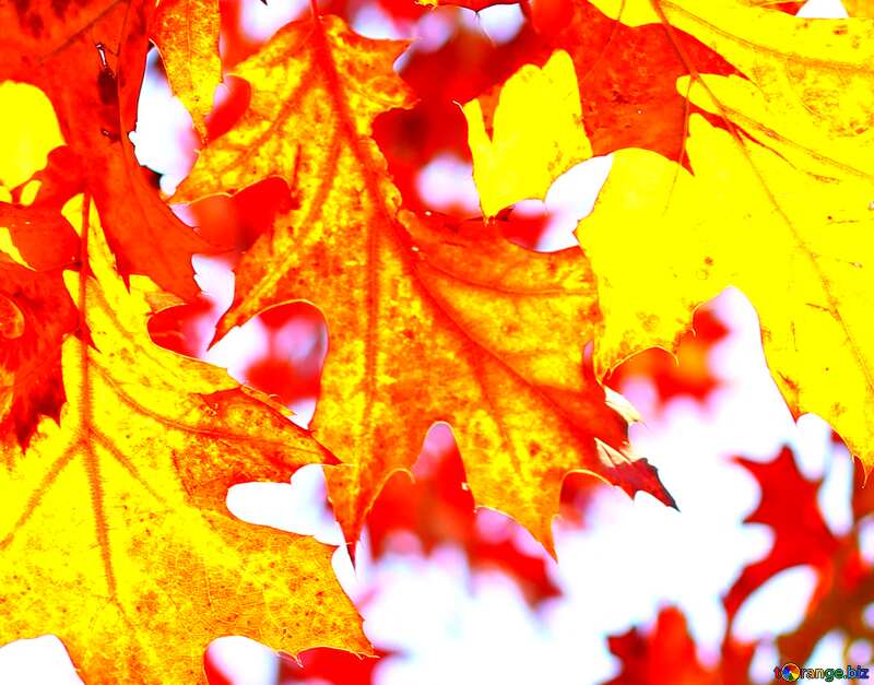 Autumn red and yellow leaves №38535