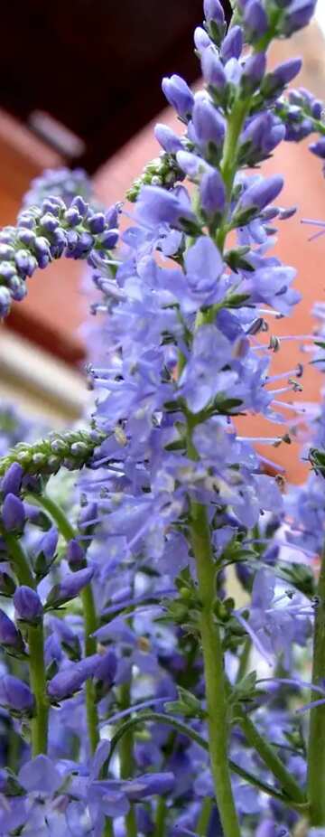 FX №63765 Long plant blue flower