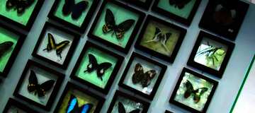FX №63905 colección de mariposas
