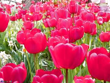 FX №63144 Red tulips