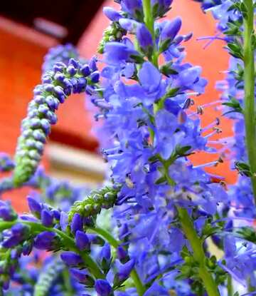 FX №63762 Abdeckung. Lang  Feld  Blumen.