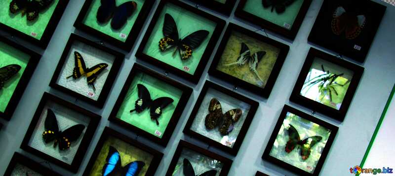 colección de mariposas №11321