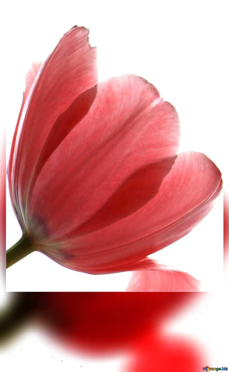 Tulips on white background card №881