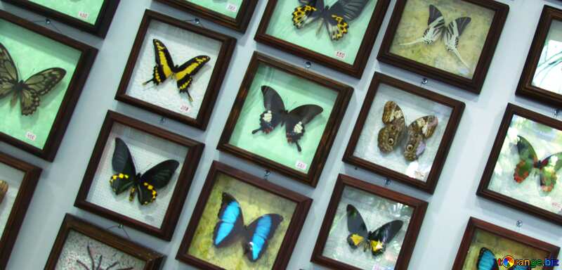 Couverture. Collection papillons . №11321