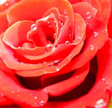 FX №64818 Rose flower drops