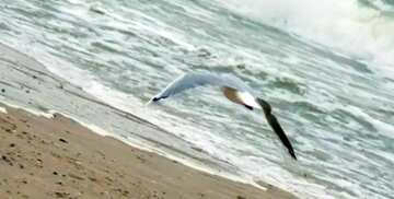 FX №64020 Couverture. Mouette sur les ondes.