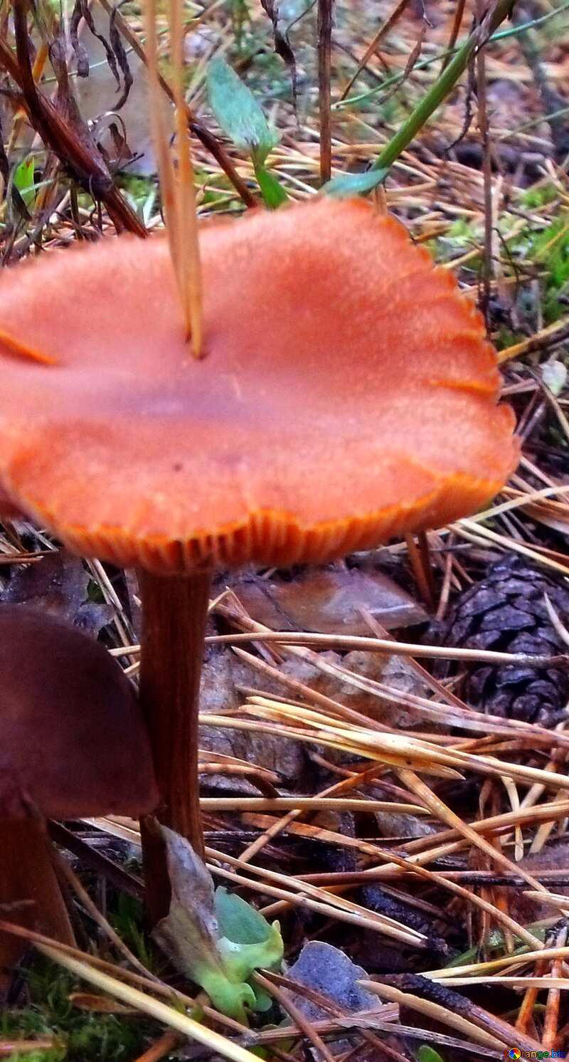 Forest  mushroom №13034