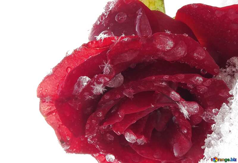 Red rose on snow №16985