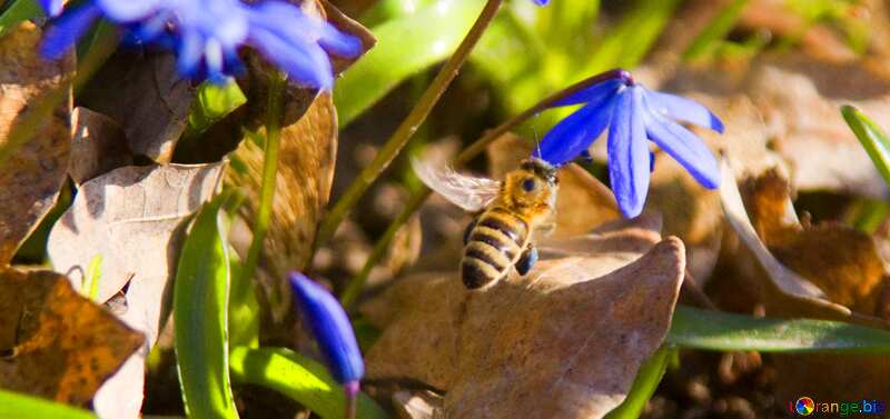 Couverture. Mouches abeilles à fleurir. №12787