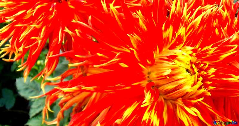 Couverture. Dahlia fleur rouge et jaune. №14285