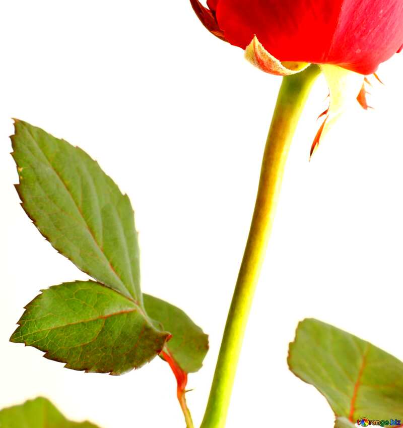 Couverture. Fleur rose rouge. №17044