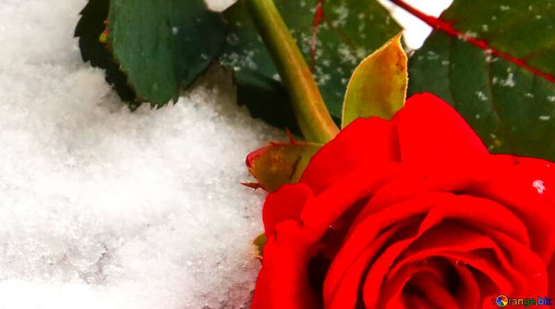 Couverture. Rose dans la neige. №16924