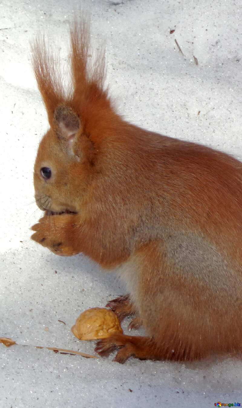 Winter squirrel №19468