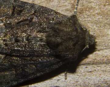 FX №66972 Big moth fragment butterfly