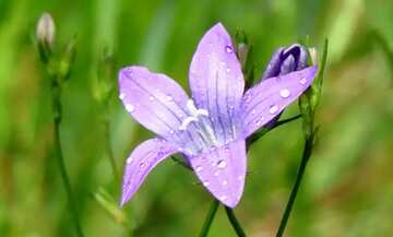 FX №66138 Glockenblume mit Wassertropfen