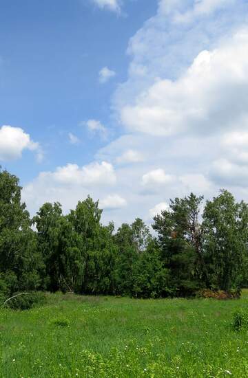 FX №66396 Summer landscape field and fotdst