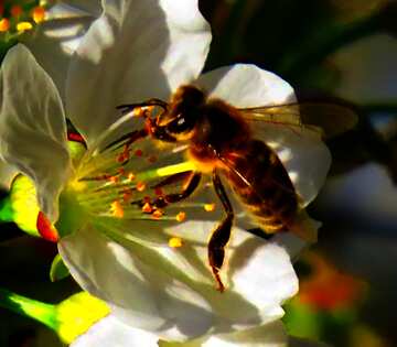 FX №66002 Bee in flower