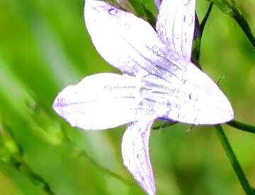 FX №66136 flower water drops