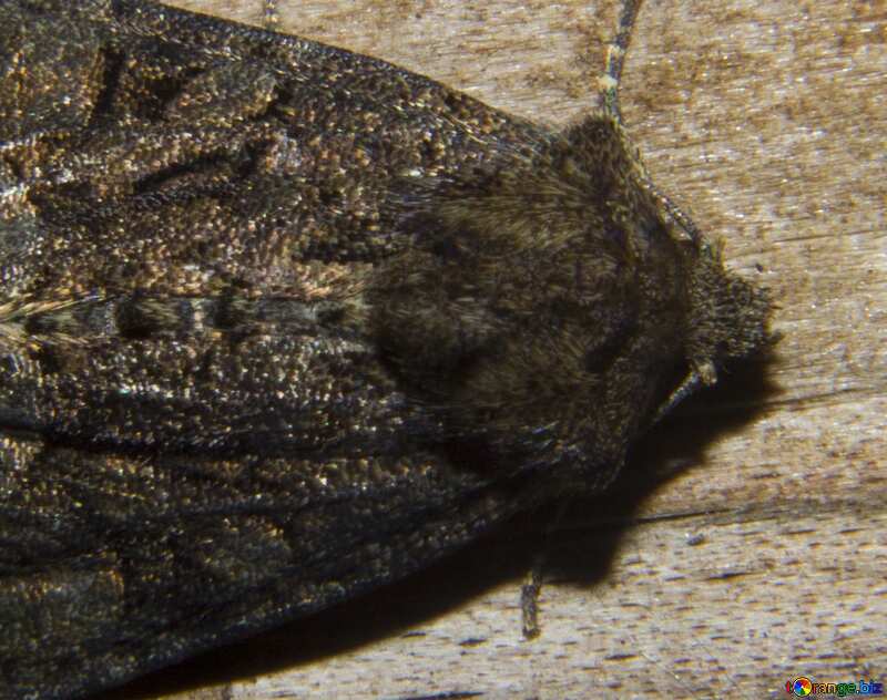 Big moth fragment butterfly №32324